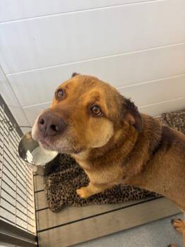 Rufus -  Mixed Breed Dog for Adoption in Portland, Indiana - Rufus | PetCurious