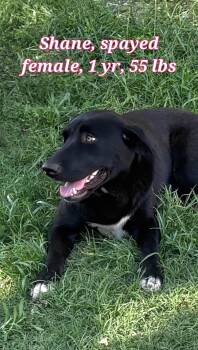 Flat Coated Retriever Dogs Available for Adoption in Plano, Texas - Shane | PetCurious