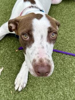Rheem -  Mixed Breed Dog for Adoption in Wichita, Kansas - Rheem | PetCurious