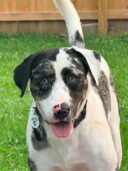 Orion -  Catahoula Leopard Dog Dog for Adoption - Orion | PetCurious