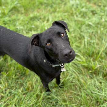 Rescue Mixed Breed and Black Labrador Retriever Dogs for Adoption in Fairfax Station, Virginia - Jason | PetCurious