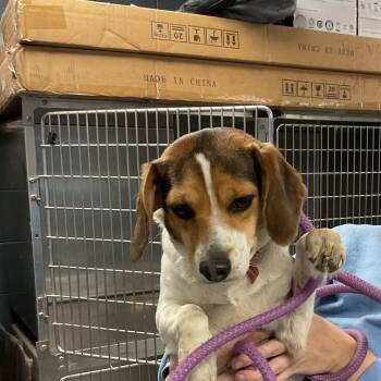 Beagle and Mixed Breed Dogs Available for Adoption - Mable | PetCurious