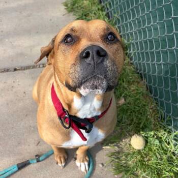 Pit Bull Terrier Dogs Available for Adoption in Flagstaff, Arizona - Daisy | PetCurious