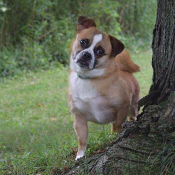 Lilo -  Pug and Cardigan Welsh Corgi Dog for Adoption in Mckean, Pennsylvania - Lilo | PetCurious