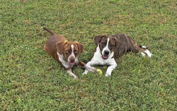 Rescue Beagle Dogs for Adoption in Savannah, Tennessee - Zachariah | PetCurious