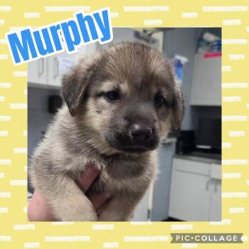 Murphy -  German Shepherd Dog and Labrador Retriever Dog for Adoption in Ringwood, New Jersey - Murphy | PetCurious