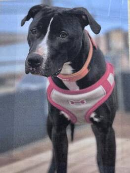 Misty Freeport -  Pit Bull Terrier Dog for Adoption in Westbury, New York - Misty Freeport | PetCurious