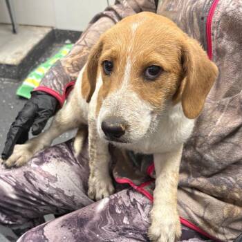 Lele -  Mixed Breed Dog for Adoption in Columbiana, Alabama - Lele | PetCurious