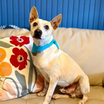 Peter Pepper -  Portuguese Podengo and Jack Russell Terrier Dog for Adoption in Friendswood, Texas - Peter Pepper | PetCurious