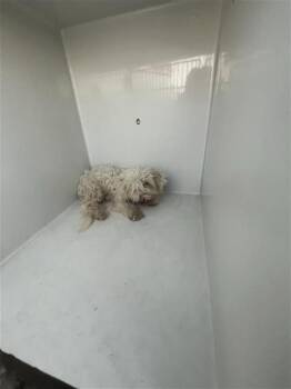 A660887 -  Maltese Dog for Adoption in Houston, Texas - A660887 | PetCurious