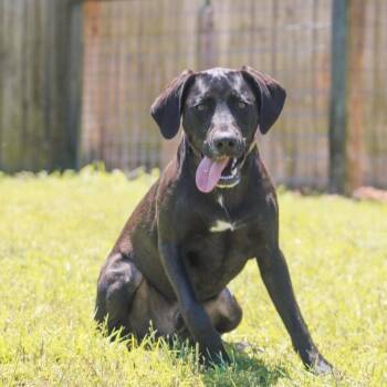 Mixed Breed Dogs Available for Adoption in Groveland, Massachusetts - Noah | PetCurious