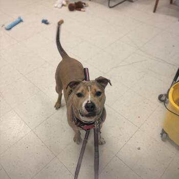 Kiera -  Mixed Breed Dog for Adoption in Davenport, Iowa - Kiera | PetCurious