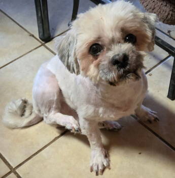 Rescue Shih Tzu Dogs for Adoption in San Antonio, Texas - Andy | PetCurious