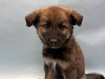 Cyras -  Labrador Retriever and Mixed Breed Dog for Adoption in Woodbury, Minnesota - Cyras | PetCurious