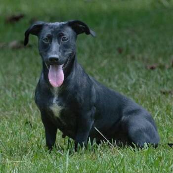Beauty 21223 Foster Needed -  Dachshund and Mixed Breed Dog for Adoption in Minneapolis, Minnesota - Beauty 21223 Foster Needed | PetCurious