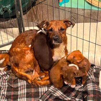 Phoenix -  Mixed Breed Dog for Adoption in Olathe, Kansas - Phoenix | PetCurious