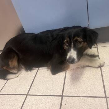 Mixed Breed Dogs Available for Adoption in Charleston, West Virginia - Bonnie Lass | PetCurious