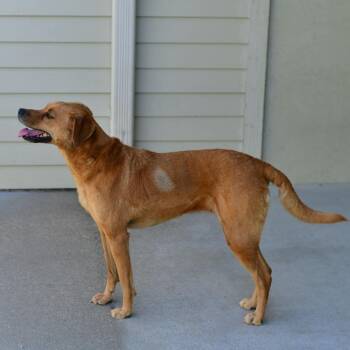 Lucy -  Mixed Breed Dog for Adoption in Emporia, Kansas - Lucy | PetCurious