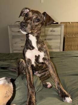 Brynn -  Plott Hound Dog for Adoption in Tallahassee, Florida - Brynn | PetCurious