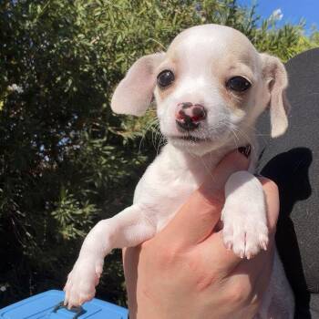 Roo -  Chihuahua Dog for Adoption in Chico, California - Roo | PetCurious