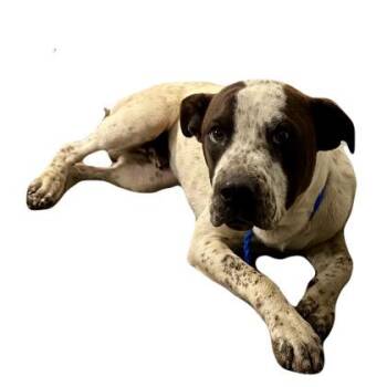 Pit Bull Terrier Dogs Available for Adoption in Red Bluff, California - Zeke | PetCurious