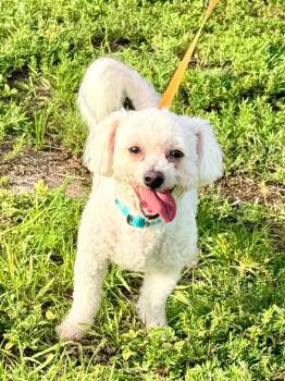 Cooper -  Bichon Frise Dog for Adoption in Cape Coral, Florida - Cooper | PetCurious