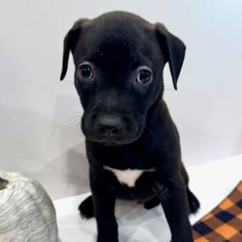 Cassio Starstruck -  Plott Hound Dog for Adoption in Andover, Massachusetts - Cassio Starstruck | PetCurious