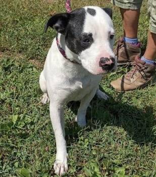 Sue -  Cattle Dog Dog for Adoption in Maynardville, Tennessee - Sue | PetCurious