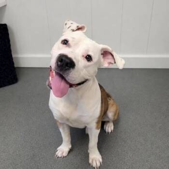 Phillip -  Mixed Breed Dog for Adoption in Wappingers Falls, New York - Phillip | PetCurious