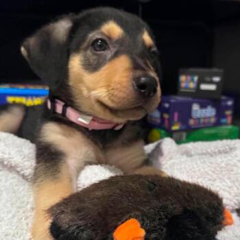 Dumpling -  Mixed Breed Dog for Adoption in Myrtle Beach, South Carolina - Dumpling | PetCurious