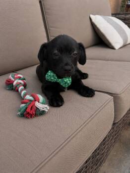 Tux -  Chihuahua and Dachshund Dog Available for Adoption in Poway, California - Tux | PetCurious