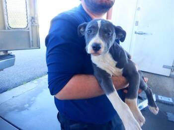 Pit Bull Terrier and Mixed Breed Dogs Available for Adoption - MADDIE | PetCurious