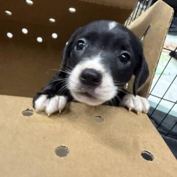 Puppy 2 -  Chihuahua Dog for Adoption in Sanford, North Carolina - Puppy 2 | PetCurious