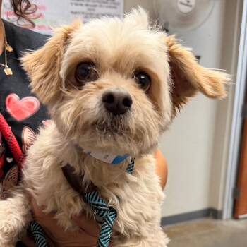 Spencer -  Terrier Dog for Adoption in Yuma, Arizona - Spencer | PetCurious
