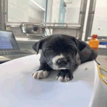 Rhode Island -  Mixed Breed Dog for Adoption in Indianapolis, Indiana - Rhode Island | PetCurious