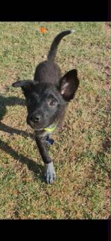 Mixed Breed Dogs Available for Adoption in Mesa, Arizona - Forest | PetCurious