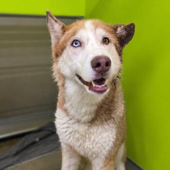 Bea2243 -  Husky Dog for Adoption in San Jacinto, California - Bea2243 | PetCurious