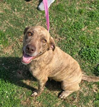 Mixed Breed Dogs Available for Adoption - Granny | PetCurious