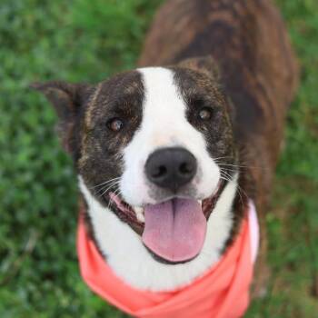 MORTY -  Terrier Dog for Adoption in San Antonio, Texas - MORTY | PetCurious
