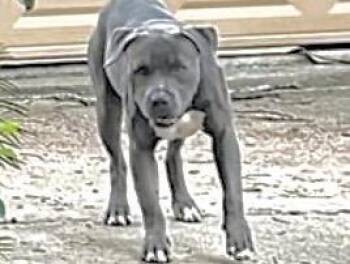 Pit Bull Terrier Dogs Available for Adoption in Houston, Texas - A654918 | PetCurious