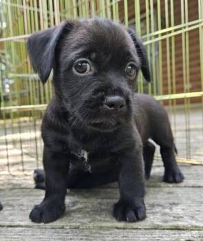 Oneida (Nei Nei) (2 months old) -  Pit Bull Terrier Dog for Adoption in Albany, New York - Oneida (Nei Nei) (2 Months Old) | PetCurious