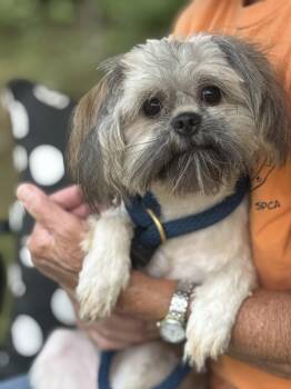 Romeo -  Shih Tzu and Yorkshire Terrier Dog for Adoption in Meherrin, Virginia - Romeo | PetCurious