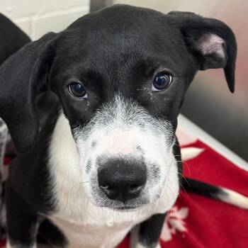 Gus -  Mixed Breed Dog for Adoption in Norman, Oklahoma - Gus | PetCurious