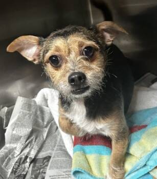 Rescue Terrier and Mixed Breed Dogs for Adoption in Spartanburg, South Carolina - Spirit | PetCurious
