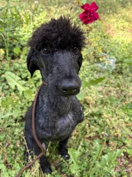 Poodle Dogs Available for Adoption in Fosters, Alabama - HAMLET | PetCurious