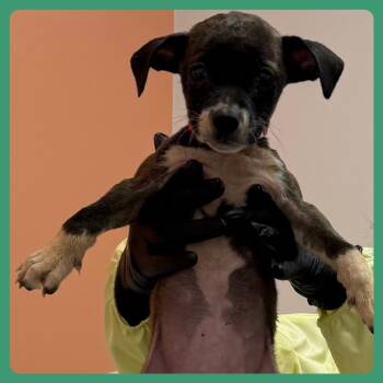 Chalupa Supreme -  Mixed Breed Dog Available for Adoption in Austin, Texas - Chalupa Supreme | PetCurious