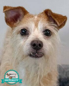 Luke -  Terrier Dog for Adoption in Kennesaw, Georgia - Luke | PetCurious