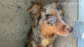 A390286 -  Australian Shepherd Dog for Adoption in Ocala, Florida - A390286 | PetCurious