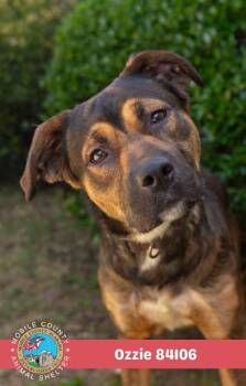 Ozzie -  Collie Dog for Adoption in Mobile, Alabama - Ozzie | PetCurious