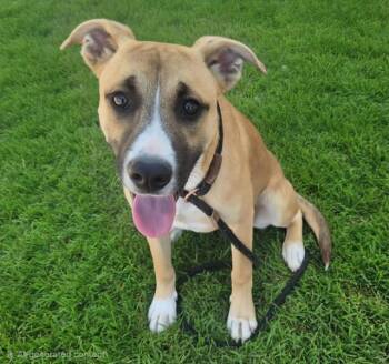STACIE -  Pit Bull Terrier and Mixed Breed Dog for Adoption in Albuquerque, New Mexico - STACIE | PetCurious